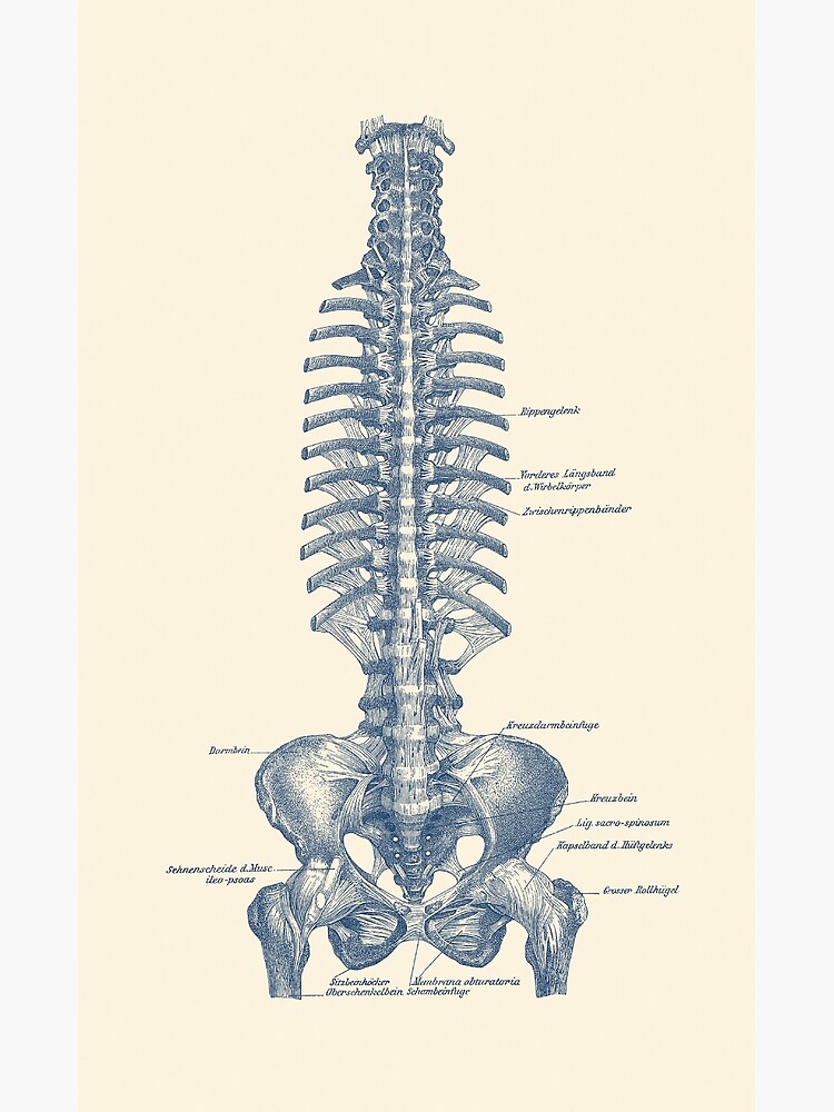 Rib And Pelvis Diagram Greeting Card By Vaposters Redbubble