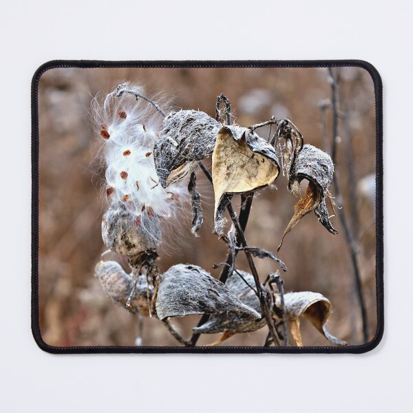 Item preview, Fall Remnants of Milkweed Pods designed and sold by Martha Sherman.