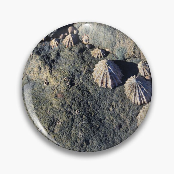 Item preview,  limpets (Patella vulgata) designed and sold by jasminewang.