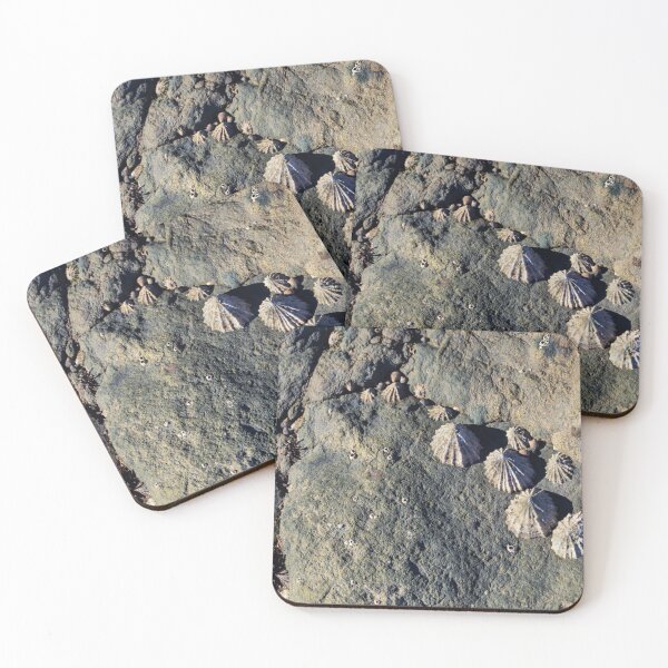 Item preview,  limpets (Patella vulgata) designed and sold by jasminewang.