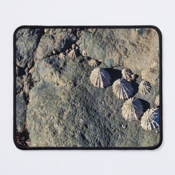 Item preview,  limpets (Patella vulgata) designed and sold by jasminewang.
