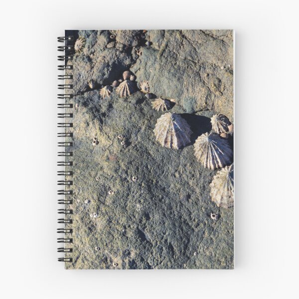 Item preview,  limpets (Patella vulgata) designed and sold by jasminewang.