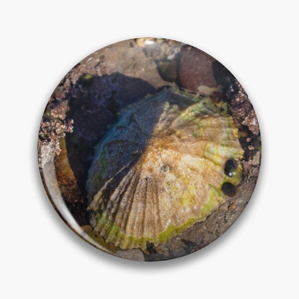 Item preview,  limpets (Patella vulgata) designed and sold by jasminewang.