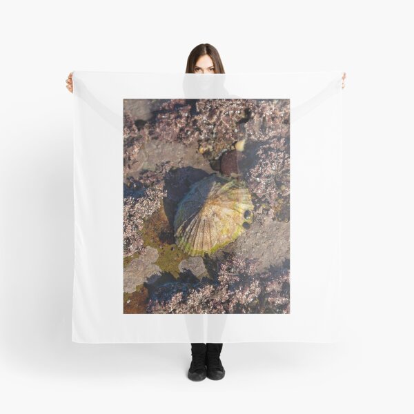 Item preview, limpets (Patella vulgata) designed and sold by jasminewang.