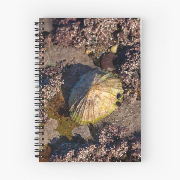 Item preview,  limpets (Patella vulgata) designed and sold by jasminewang.