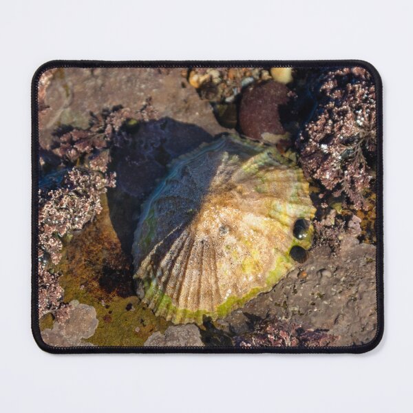 Item preview,  limpets (Patella vulgata) designed and sold by jasminewang.