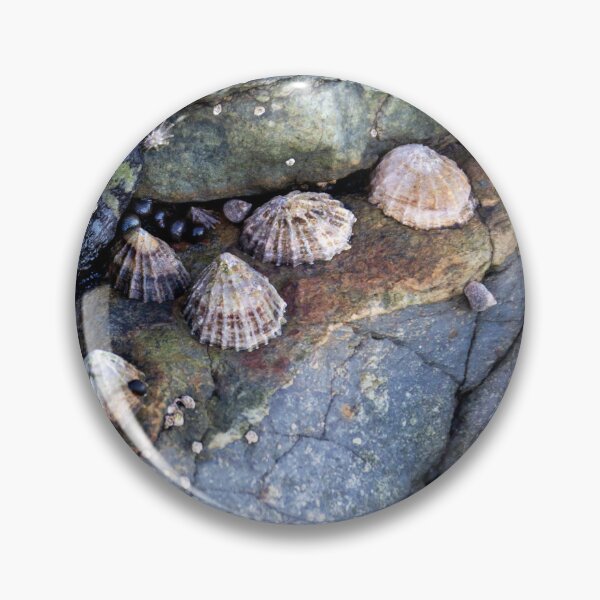 Item preview,  limpets (Patella vulgata) designed and sold by jasminewang.