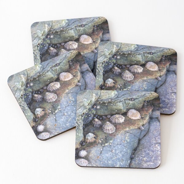 Item preview,  limpets (Patella vulgata) designed and sold by jasminewang.