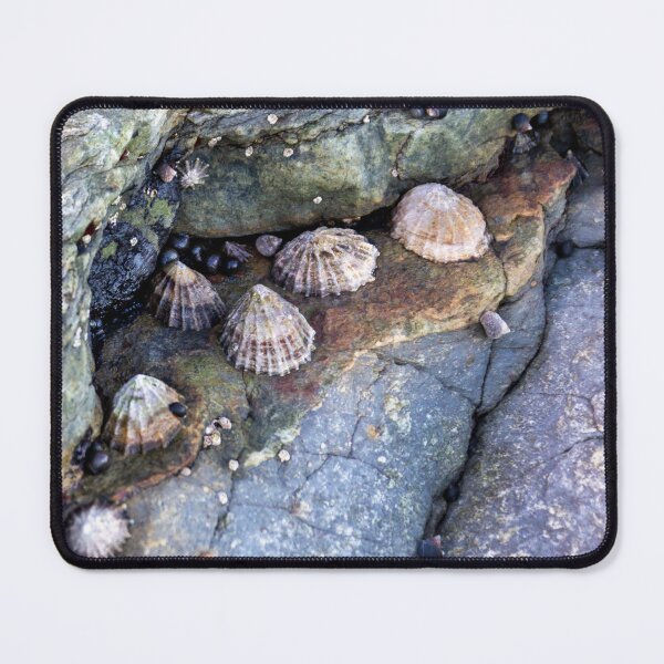 Item preview,  limpets (Patella vulgata) designed and sold by jasminewang.