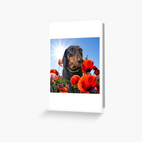 Item preview, Doxie,in Poppies designed and sold by Tiberiusthecat.