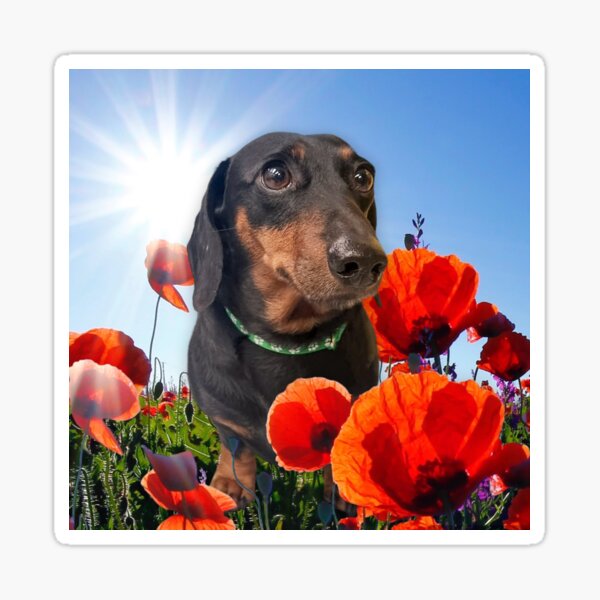 Item preview, Doxie,in Poppies designed and sold by Tiberiusthecat.