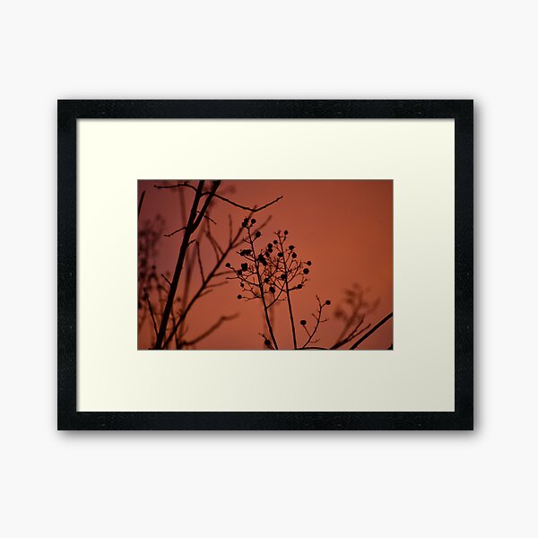 Item preview, Silhouette crepe myrtle in pink orange sky designed and sold by FoxGlove5.