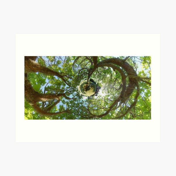 In Treetops Art Print