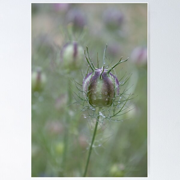 Item preview, Love-in-a-Mist designed and sold by Calidris Fotografie Steffi & Ben Köppler.