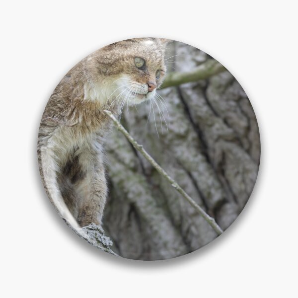 Item preview, European wildcat designed and sold by Calidris Fotografie Steffi & Ben Köppler.