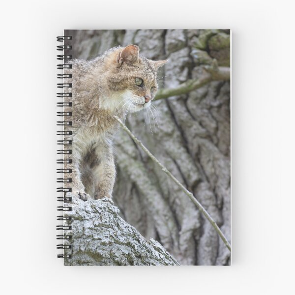 Item preview, European wildcat designed and sold by Calidris Fotografie Steffi & Ben Köppler.