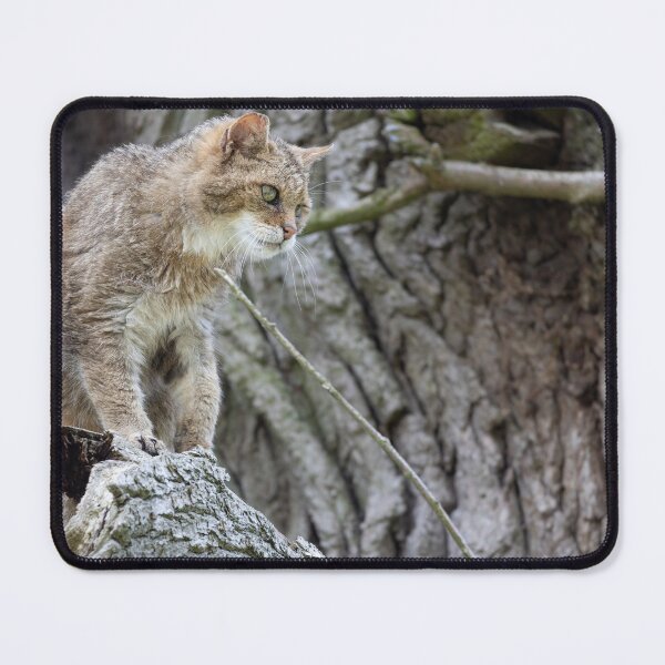 Item preview, European wildcat designed and sold by Calidris Fotografie Steffi & Ben Köppler.
