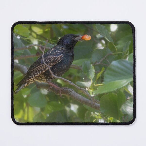 Item preview, Common Starling designed and sold by Calidris Fotografie Steffi & Ben Köppler.