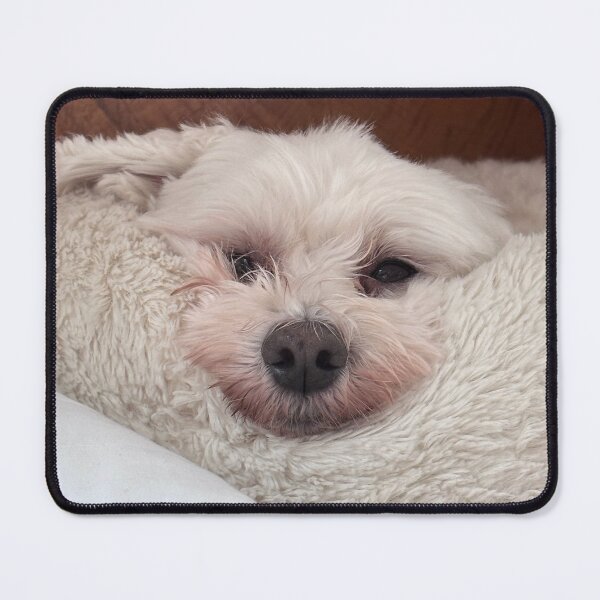 Item preview, Stan Havanese dog photo by Gorilla Bark designed and sold by GorillaBark.