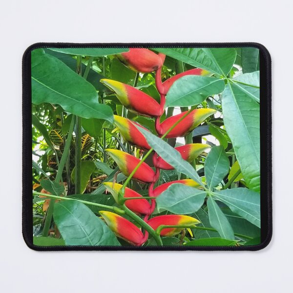 Item preview, Lobster Claw Heliconia Hanging in Jungle designed and sold by Creative Endeavors ..