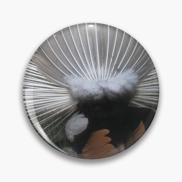 Item preview, blue peafowl designed and sold by Calidris Fotografie Steffi & Ben Köppler.