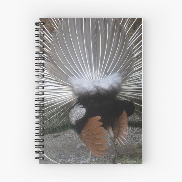 Item preview, blue peafowl designed and sold by Calidris Fotografie Steffi & Ben Köppler.
