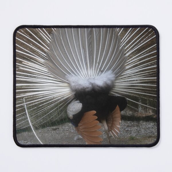 Item preview, blue peafowl designed and sold by Calidris Fotografie Steffi & Ben Köppler.