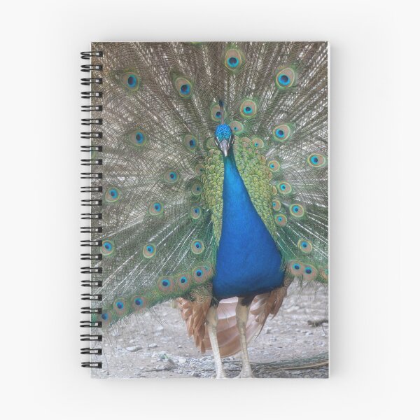 Item preview, Blue Peafowl designed and sold by Calidris Fotografie Steffi & Ben Köppler.