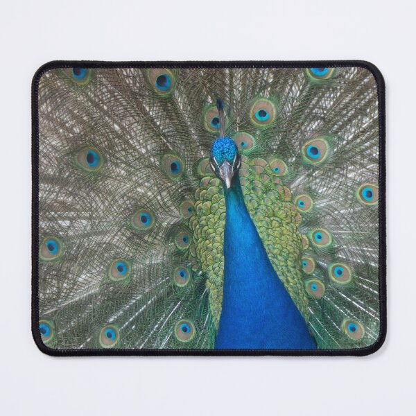 Item preview, Blue Peafowl designed and sold by Calidris Fotografie Steffi & Ben Köppler.