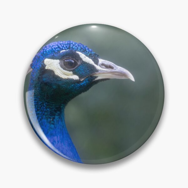 Item preview, Blue Peafowl designed and sold by Calidris Fotografie Steffi & Ben Köppler.