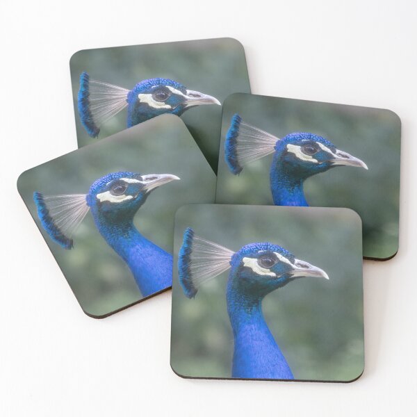 Item preview, Blue Peafowl designed and sold by Calidris Fotografie Steffi & Ben Köppler.