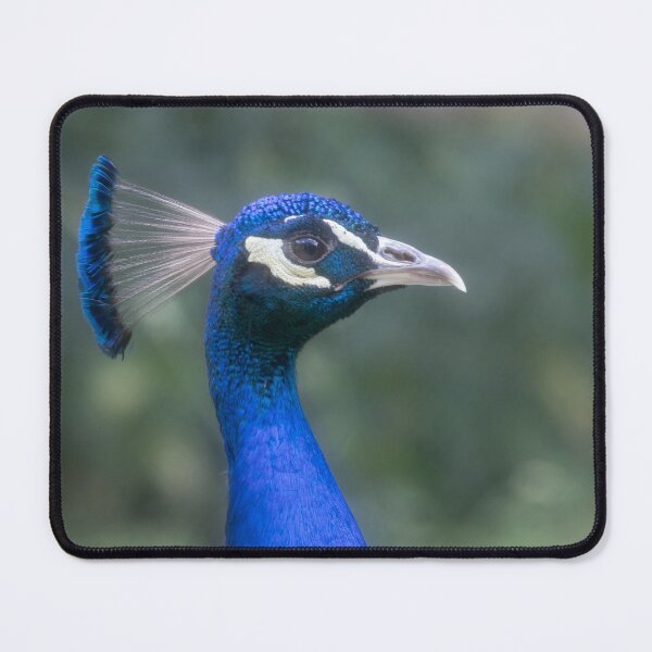 Item preview, Blue Peafowl designed and sold by Calidris Fotografie Steffi & Ben Köppler.