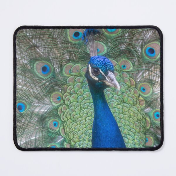 Item preview, Blue Peafowl designed and sold by Calidris Fotografie Steffi & Ben Köppler.