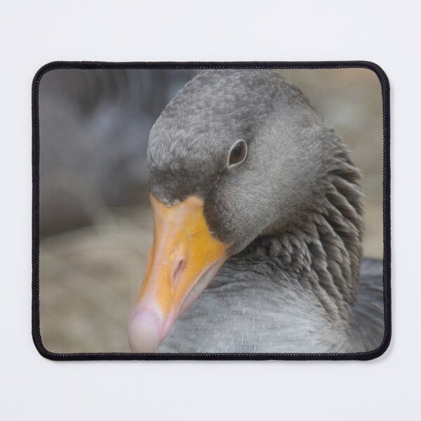 Item preview, Greylag Goose designed and sold by Calidris Fotografie Steffi & Ben Köppler.