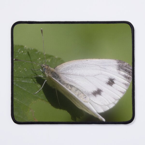 Item preview, Cabbage Butterfly designed and sold by Calidris Fotografie Steffi & Ben Köppler.
