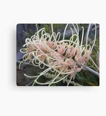 A spaghetti flower, no a grevillia bush Canvas Print