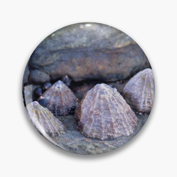 Item preview, Limpets (Patella vulgata) designed and sold by jasminewang.