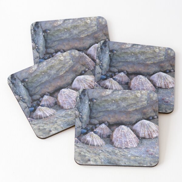 Item preview, Limpets (Patella vulgata) designed and sold by jasminewang.