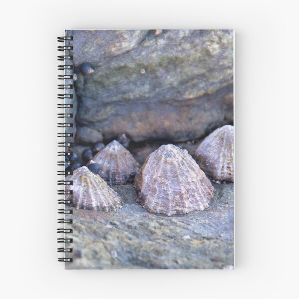 Item preview, Limpets (Patella vulgata) designed and sold by jasminewang.