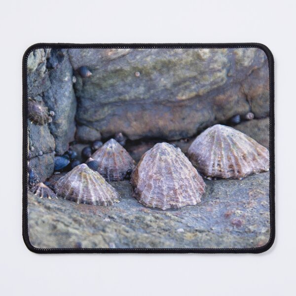 Item preview, Limpets (Patella vulgata) designed and sold by jasminewang.