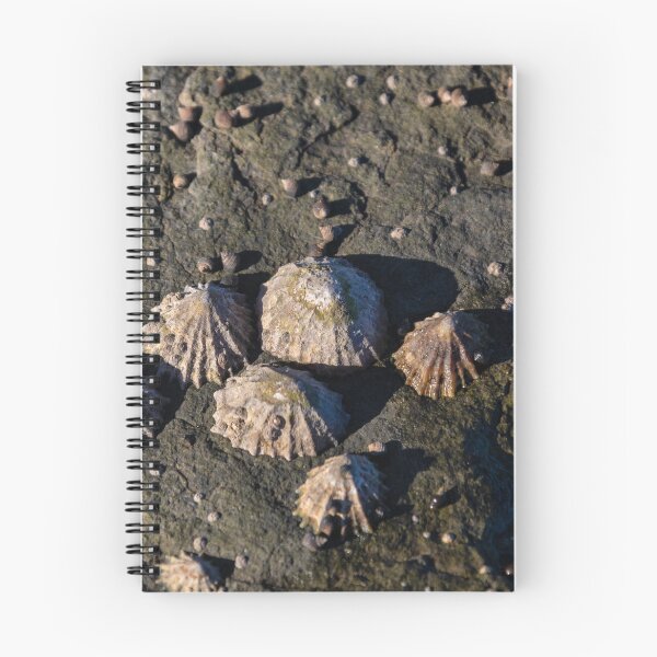 Item preview, Limpets (Patella vulgata) designed and sold by jasminewang.