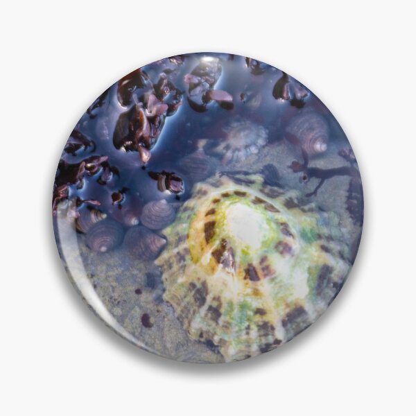 Item preview, Limpets (Patella vulgata) designed and sold by jasminewang.