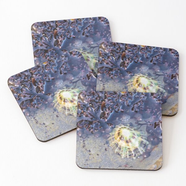 Item preview, Limpets (Patella vulgata) designed and sold by jasminewang.