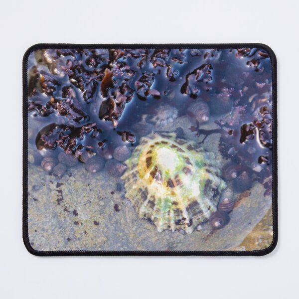 Item preview, Limpets (Patella vulgata) designed and sold by jasminewang.