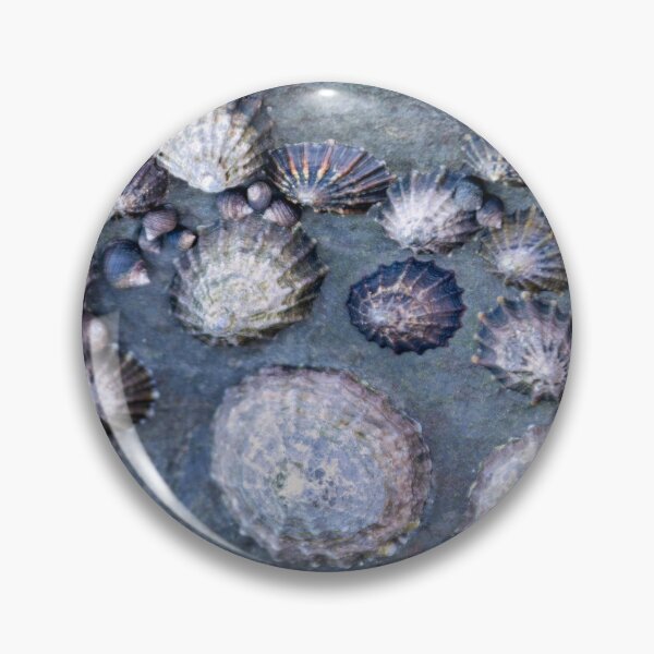 Item preview, Limpets (Patella vulgata) designed and sold by jasminewang.