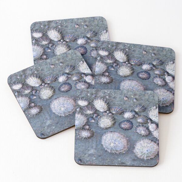 Item preview, Limpets (Patella vulgata) designed and sold by jasminewang.