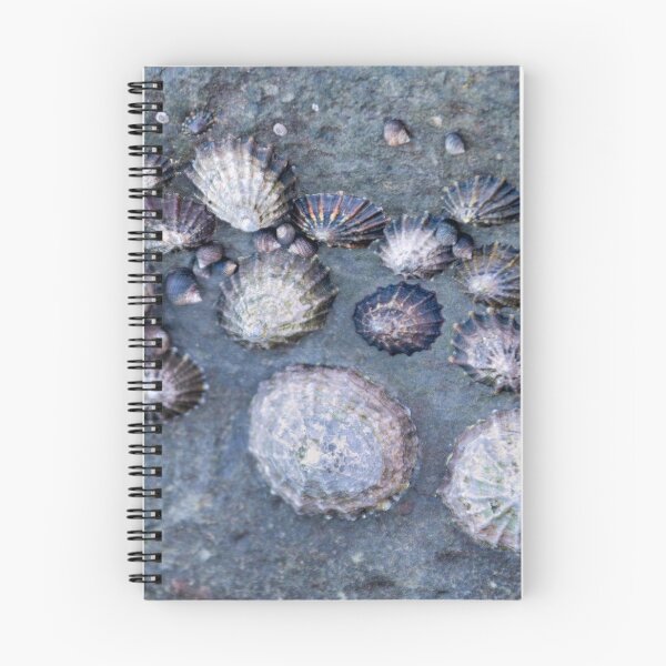 Item preview, Limpets (Patella vulgata) designed and sold by jasminewang.
