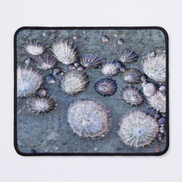 Item preview, Limpets (Patella vulgata) designed and sold by jasminewang.