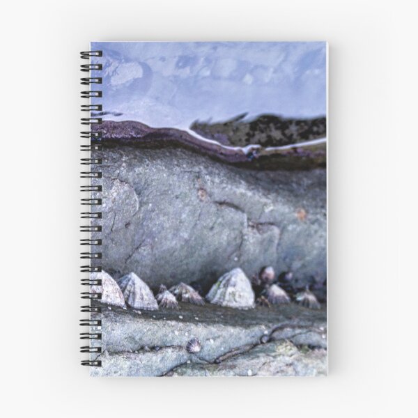 Item preview, Limpets (Patella vulgata) designed and sold by jasminewang.