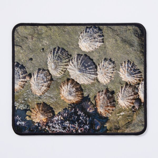 Item preview, Limpets (Patella vulgata) designed and sold by jasminewang.